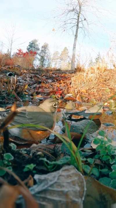 ? Early morning birds captured on a wildlife camera