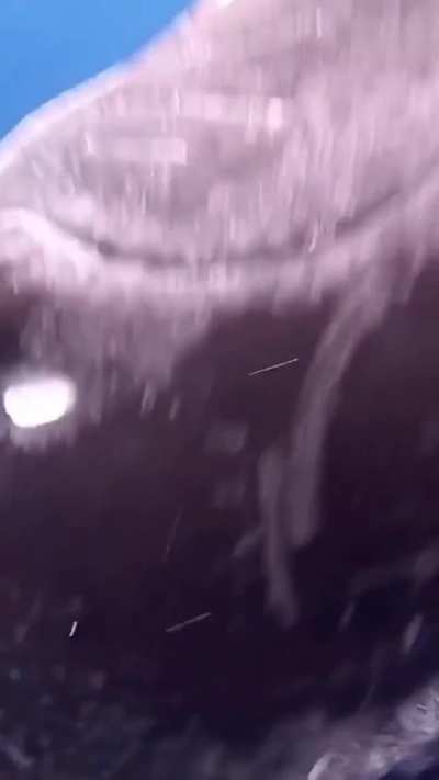 ? This is a Baby Humpback whale breaching less than arms length away from Karim Iliya.