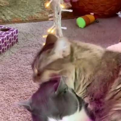 Teamwork makes the dream work at bath time! ?