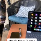 Work from home they said...