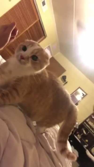 "Be gone satan" -The Cat