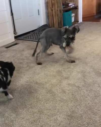 Pig and pup