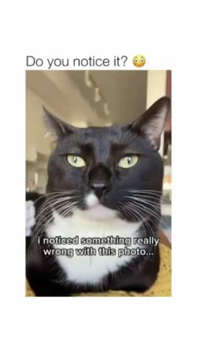 That's one kool kat