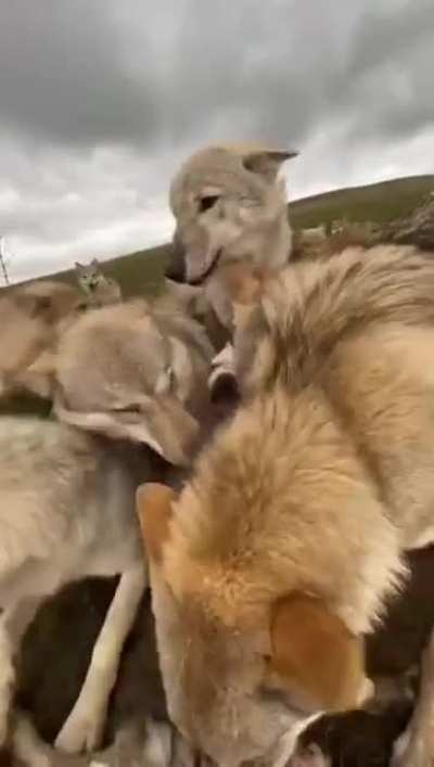 one in the middle - alpha dog.