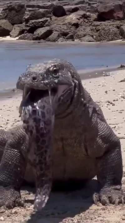 ? Komodo Dragon regurgitates a large Moray Eel ?