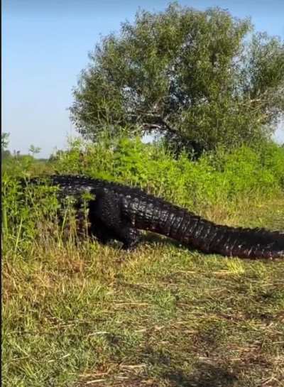 The size of this alligator