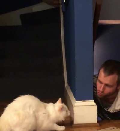 kitten Floof insists we play Hide & Seek at least once a day, every day ?