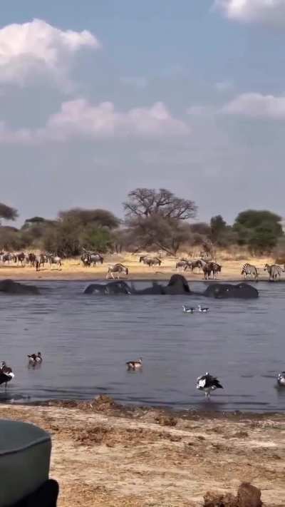 ? Peace and harmony at this waterhole in Serengeti