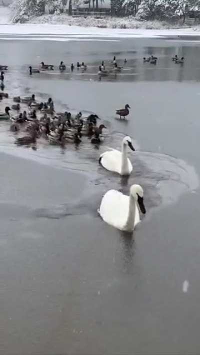 ? Swan acts as an icebreaker to clear a path for his fellow waterfowl....