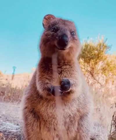 ? Adorable Quokka ?