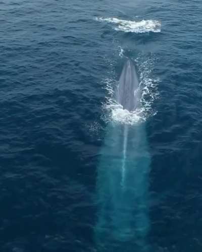 ? Blue whale
