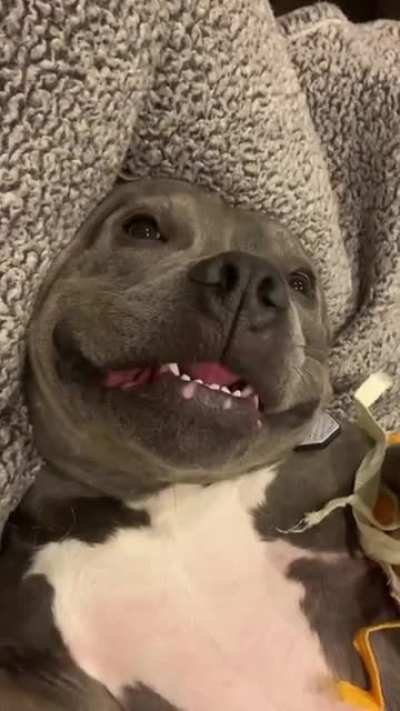Chewbarka