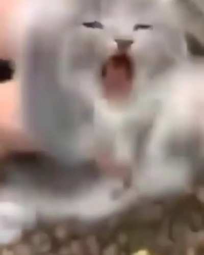 He is NOT happy!!