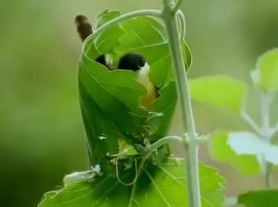 ? This tailorbird weaving a leaf with its beak to form a shelter around its nest ?