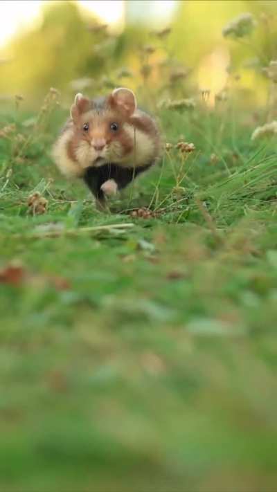 Tiny paws, big adventures