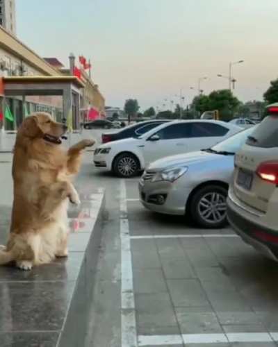 Barking sensor