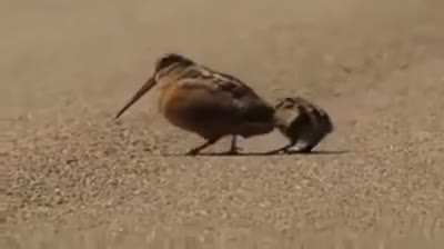 tippy taps
