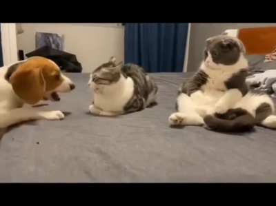 Calm cat...