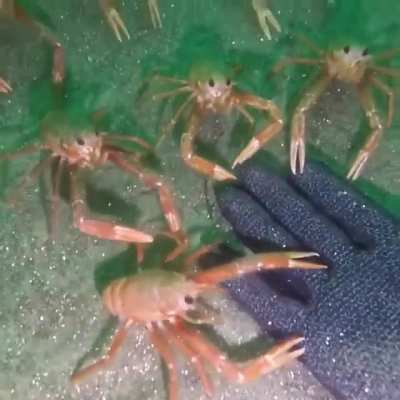 ? Tuna crabs near La Jolla, CA