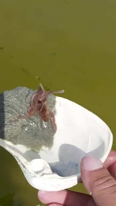 The way he swishes out of the shell