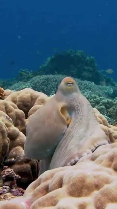 ? Cephalopods changing colors