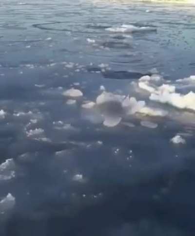 ? A mother polar bear breaking ice at different intervals so her cub can stop and breathe.
