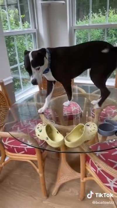 Yes, he was raised with cats.
