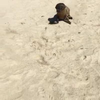 ? Baby sea lion comes to meet a human