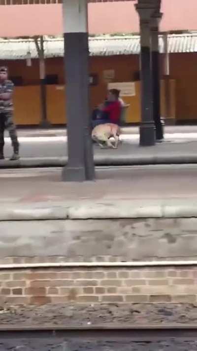 The dog asked for some play time