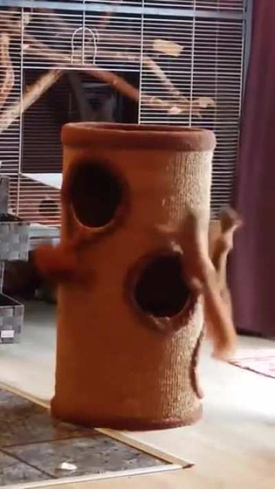Nut Cat Tornado
