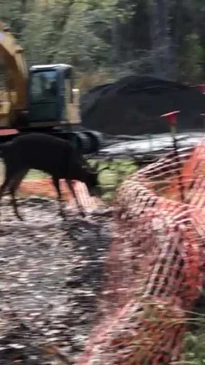 Deer Fart!!! ???