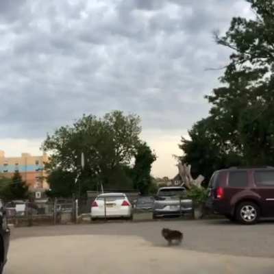Run in opposite directions to see who your dog likes more.. ?