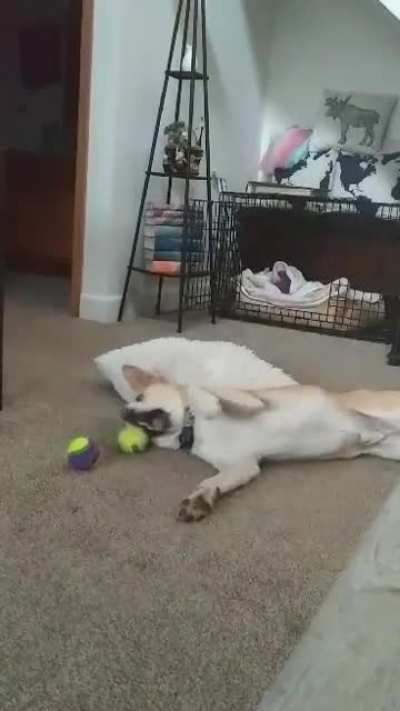 Our new rescue pup, Link, will "argue" with his squeak ball. It's the cutest thing I've ever seen.