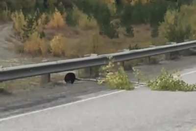 ? This busy beaver on a highway in Alaska...
