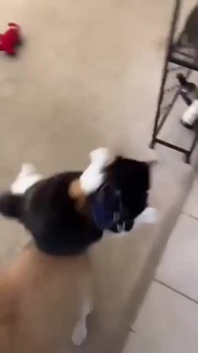 to pet a cat.