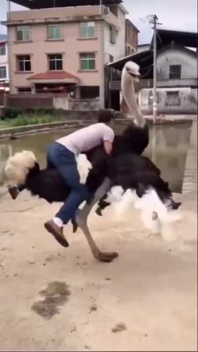 Have you ever tried it? This ostrich is very aggressive ?