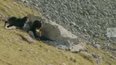 ? Mountain goat, on the verge of losing it's final fight against an eagle, throws itself down the mountain in a last-ditch attempt to live.