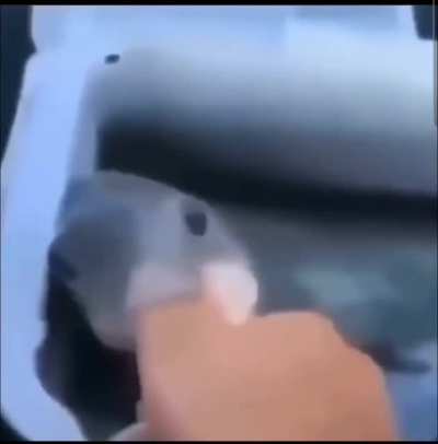 Fish.