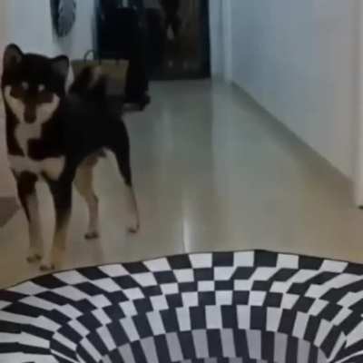 Dogs vs Cat on optical illusion