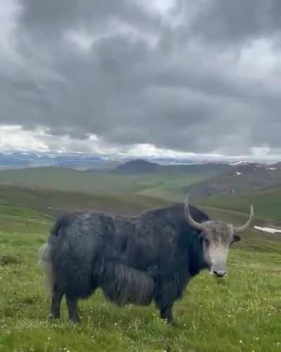 ? Drone footage of a Yak in Deosai National Park- Gilgit Baltistan, Pakistan