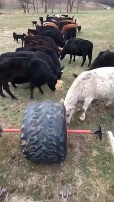 Time for a little snack.