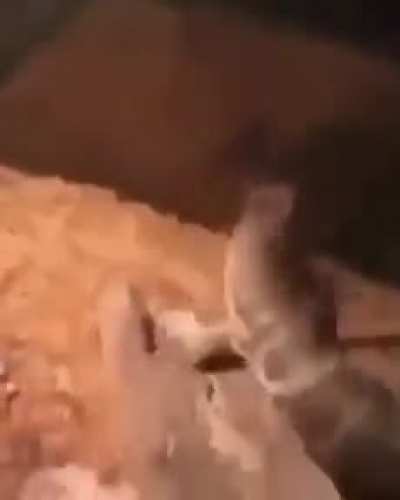 Play fighting
