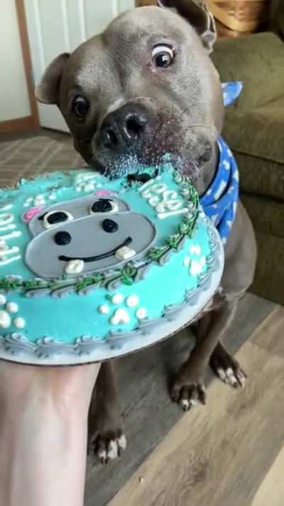 My sweet “foster fail” Diesel, enjoying his Pupcake in February! ???