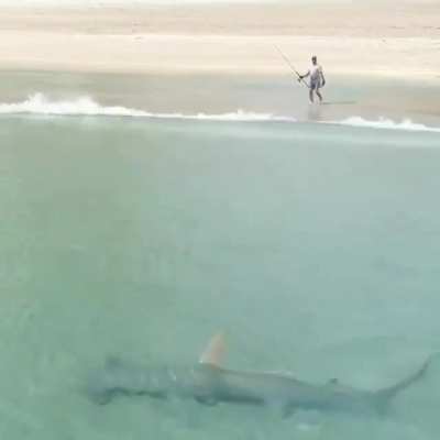 ? Hammerhead hunting in shallow water, Florida. ?
