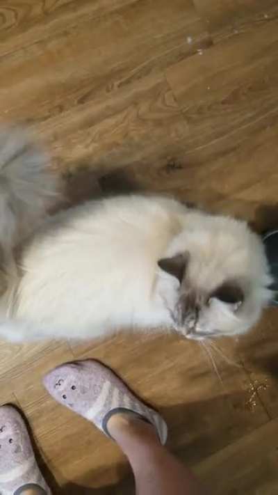 little Vanilla