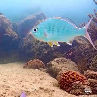 ? Gyroscopically Stable Fish (Yellowfin mojarra)