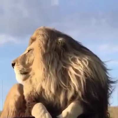 ? Gorgeous lion