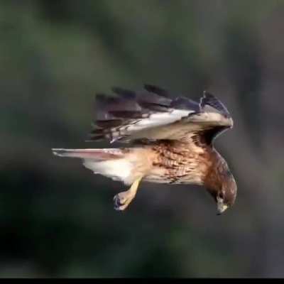 ? This red-tailed hawk is seemingly suspended in the air. Its head is perfectly still while its body stabilizes around it.