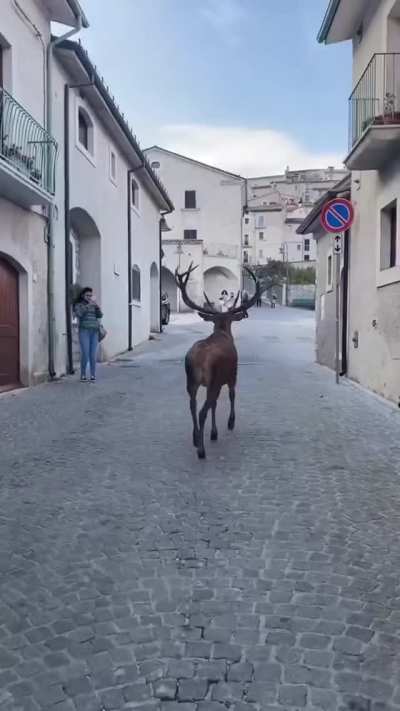 ? Majestic deer walks around an Italian village