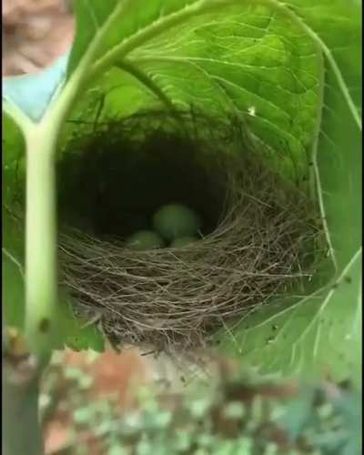 ? Amazingly woven nest in a leaf. Birds are genius architects. ?